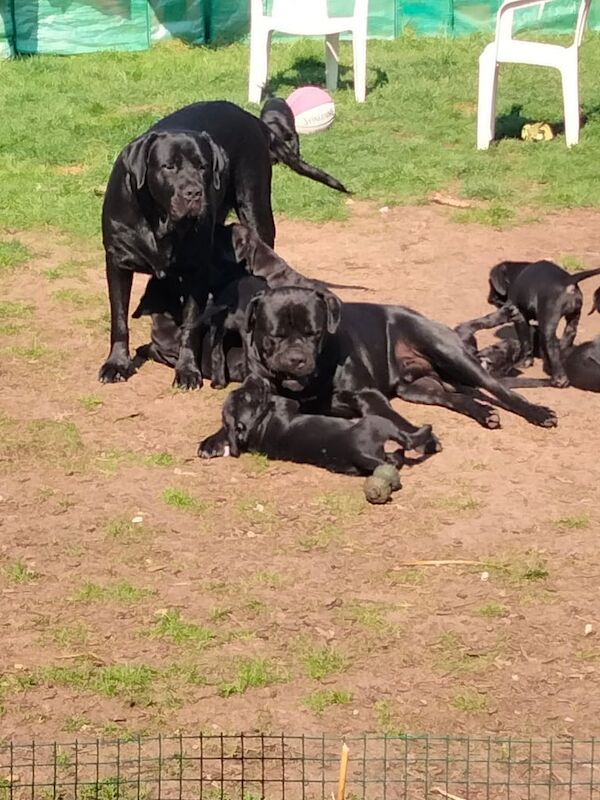 Cane Corso fermentino puppies for sale in Wickford, Essex