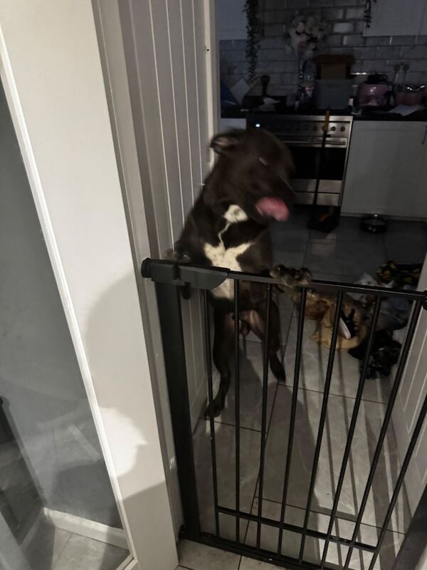 Cane Corso puppies for sale in Sandwell, West Midlands – 11 months old - Image 2 of 2