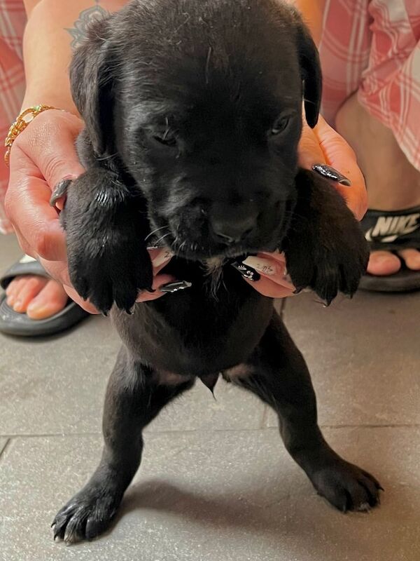 Cane Corso puppies for sale in Market Warsop, Nottinghamshire – 10 weeks old
