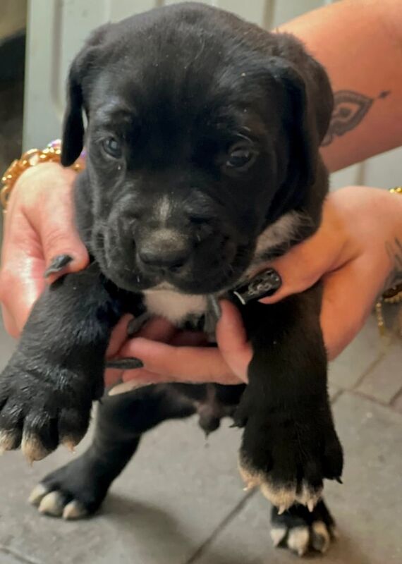 Cane Corso puppies for sale in Market Warsop, Nottinghamshire – 10 weeks old - Image 2 of 3