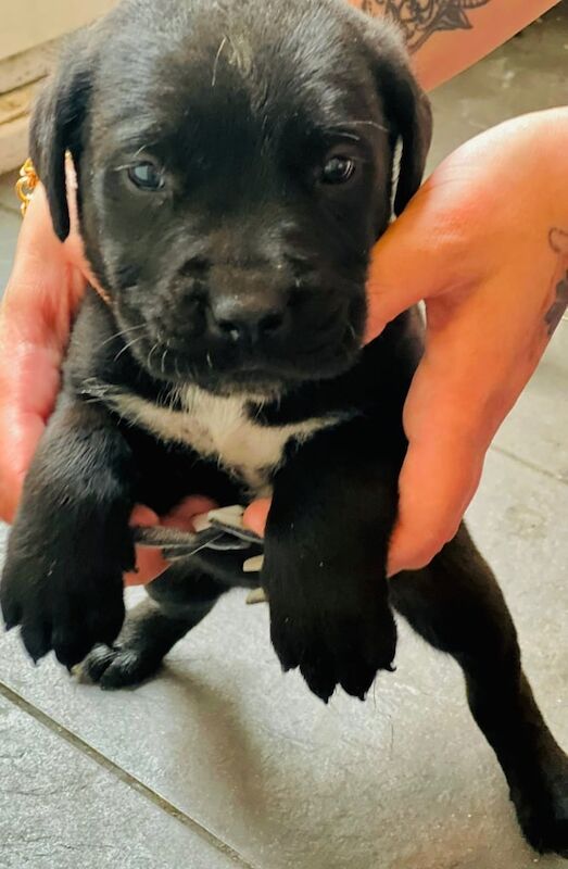 Cane Corso puppies for sale in Market Warsop, Nottinghamshire – 10 weeks old - Image 3 of 3