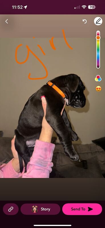 Cane Corso puppies for sale in Swindon, Wiltshire – 5 weeks old