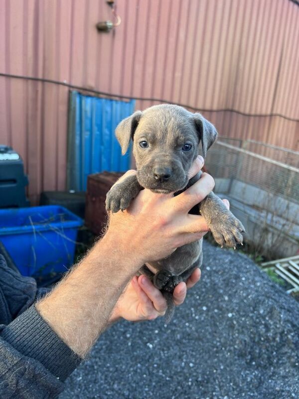 Kennel Club Registered Cane Corso Puppies For Sale