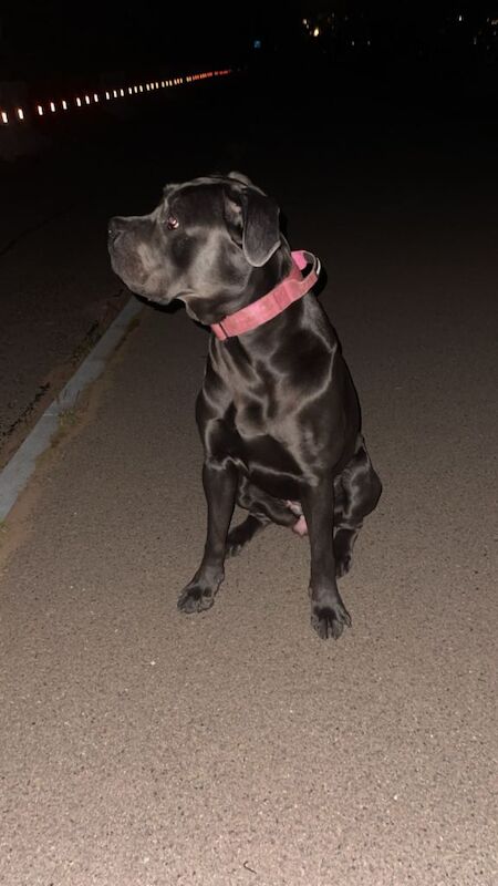 Cane corso: kaia