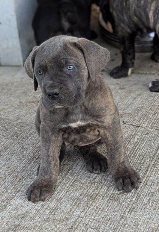Cane Corso KC registered pups