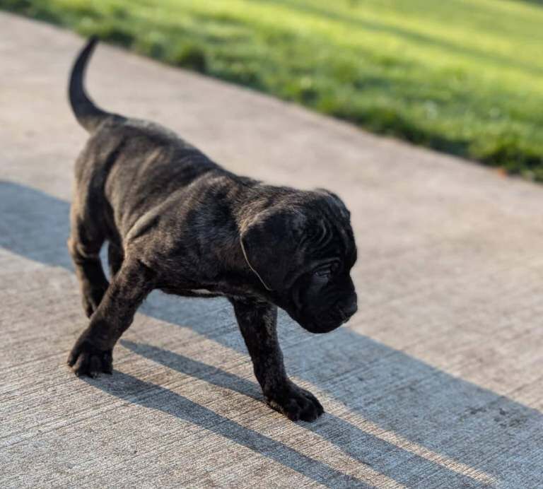 Cane Corso KC registered pups - Image 2 of 3