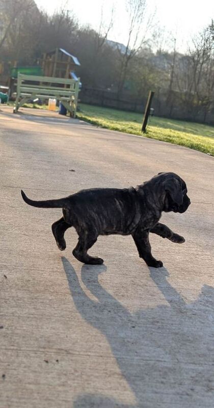 Cane Corso KC registered pups - Image 3 of 3