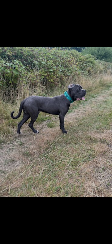 Cane Corso puppies for sale in Woking, Surrey – 1 year old