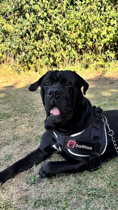 Cane Corso -Male- 3Y for sale in Bedford, Bedfordshire