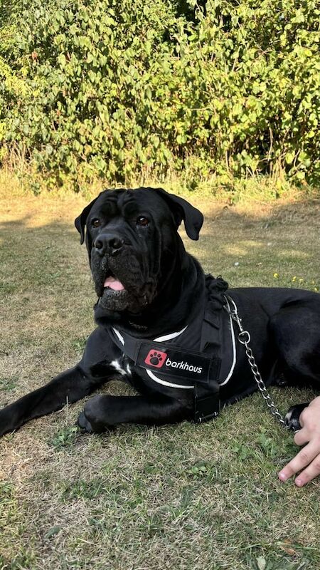 Cane Corso -Male- 3Y for sale in Bedford, Bedfordshire | Image 2