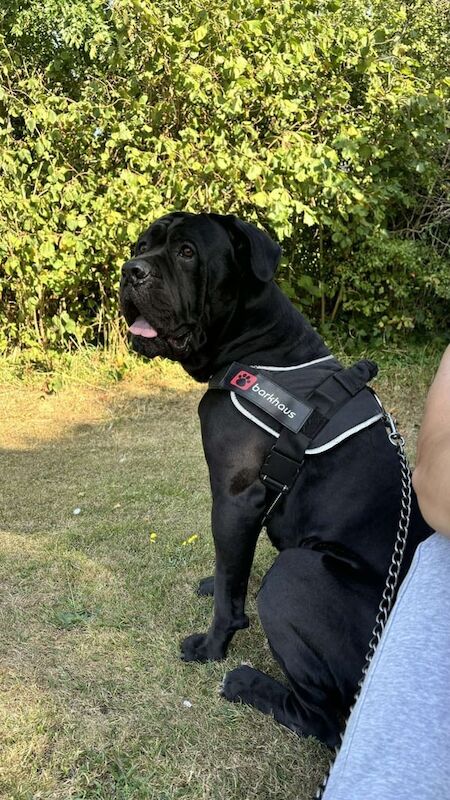 Cane Corso -Male- 3Y for sale in Bedford, Bedfordshire | Image 3