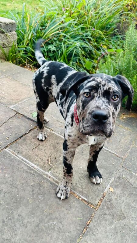 Cane Corso puppies for sale in Bridge of Allan, Stirling and Falkirk – 4 months old