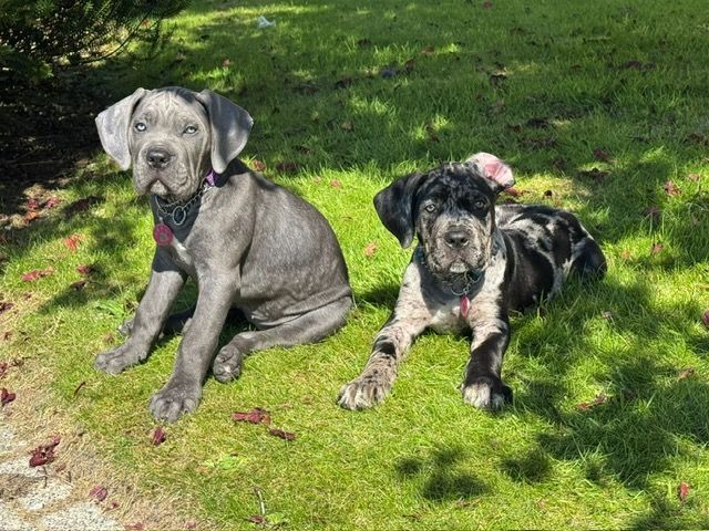 Cane Corso puppies for sale in Bridge of Allan, Stirling and Falkirk – 4 months old - Image 2 of 3