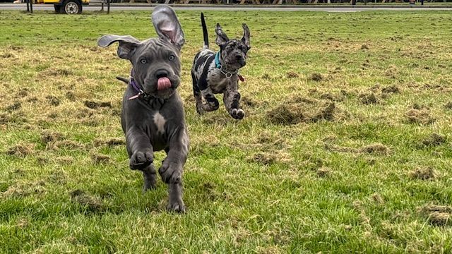 Cane Corso puppies for sale in Bridge of Allan, Stirling and Falkirk – 4 months old - Image 3 of 3