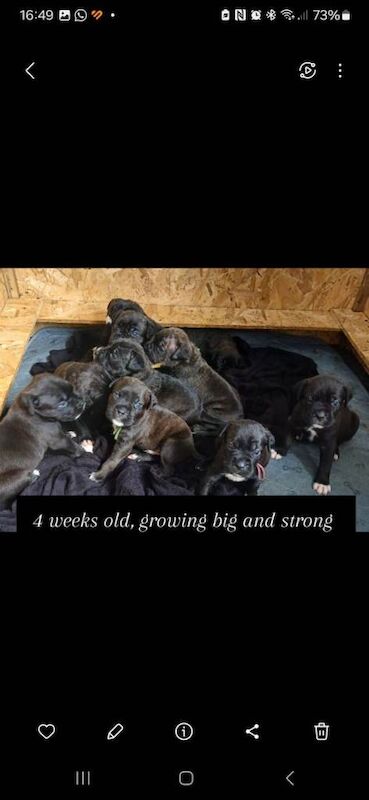 Cane Corso Mastiff
