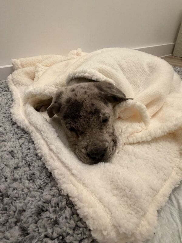 Cane corso Merle puppy - Image 3 of 4