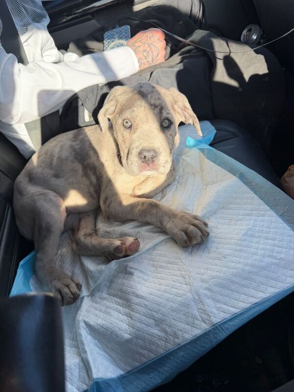 Cane corso Merle puppy - Image 4 of 4