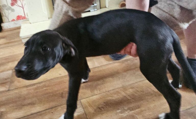 Cane corso mix breeds for sale in Sunderland, Tyne and Wear