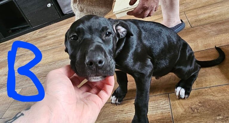 Cane corso mix breeds for sale in Sunderland, Tyne and Wear - Image 2