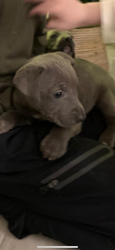 Cane Corso Puppies For Sale