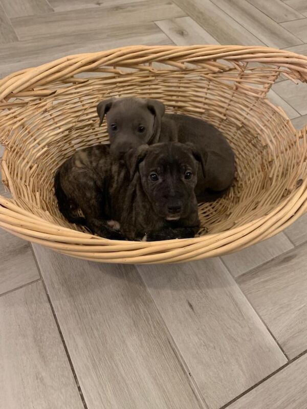 Cane Corso puppies for sale in Lisburn, County Down – 9 weeks old - Image 2 of 3