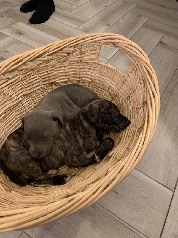 Cane Corso puppies for sale in Lisburn, County Down – 9 weeks old - Image 3 of 3