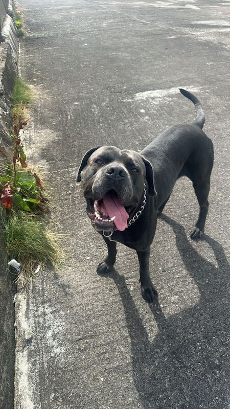 Cane corso. Open to offers. No time wasters.