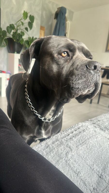 Cane corso. Open to offers. No time wasters. - Image 2 of 3