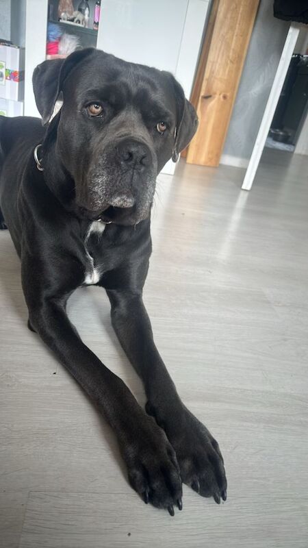 Cane corso. Open to offers. No time wasters. - Image 3 of 3