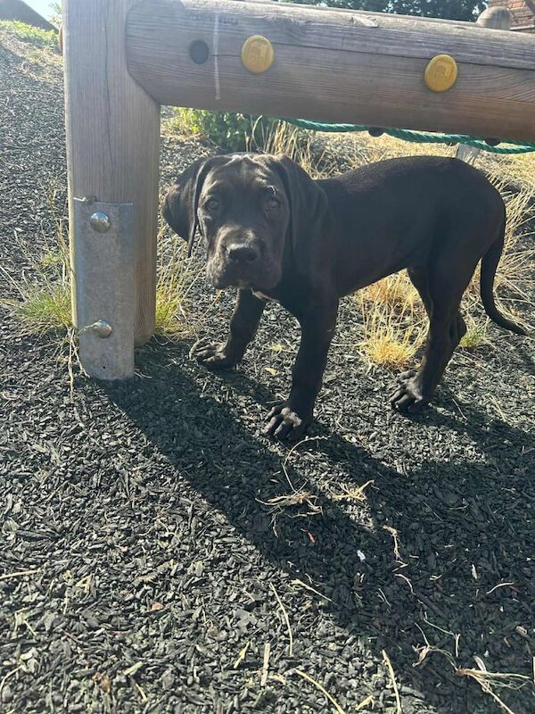 Cane Corso puppies for sale in Greenwich, Greater London – 3 months old
