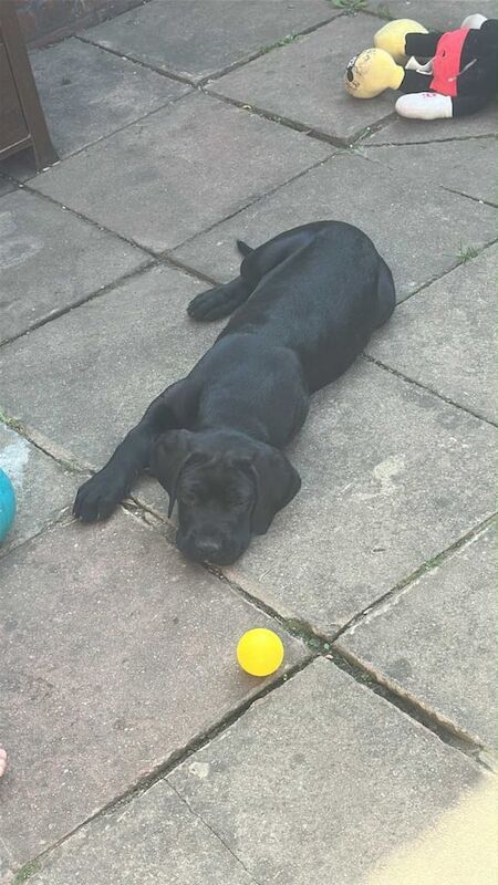 Cane Corso puppies for sale in Greenwich, Greater London – 3 months old - Image 3 of 3