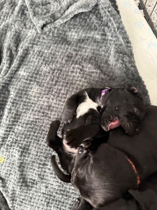Cane Corso puppies for sale in East End, East Riding of Yorkshire – 7 weeks old