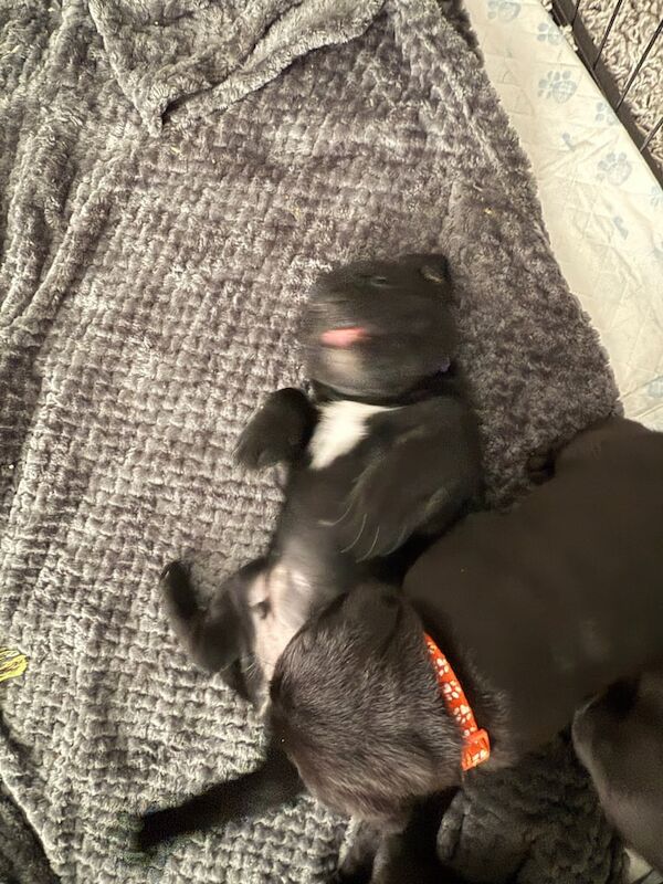 Cane Corso puppies for sale in East End, East Riding of Yorkshire – 7 weeks old - Image 2 of 3
