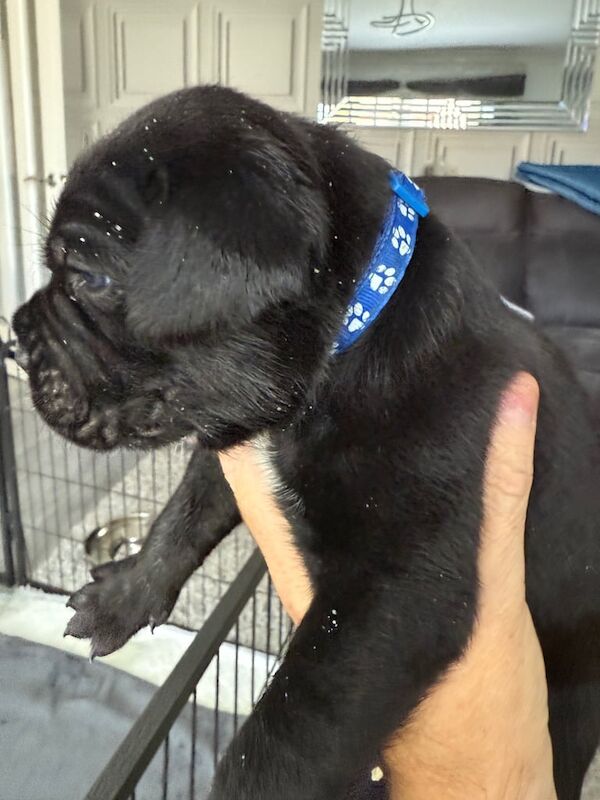 Cane Corso puppies for sale in East End, East Riding of Yorkshire – 7 weeks old - Image 3 of 3
