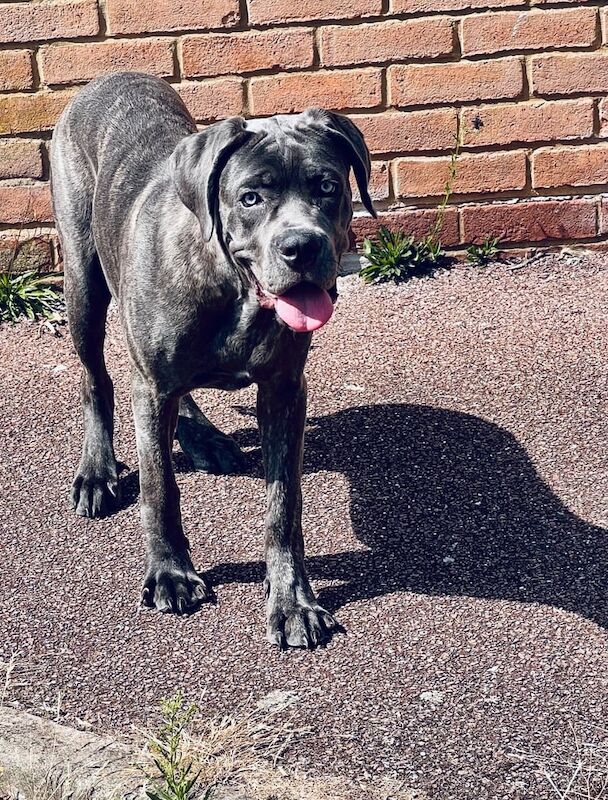 Cane Corso puppies for sale in St Albans, Hertfordshire – 6 months old - Image 2 of 3