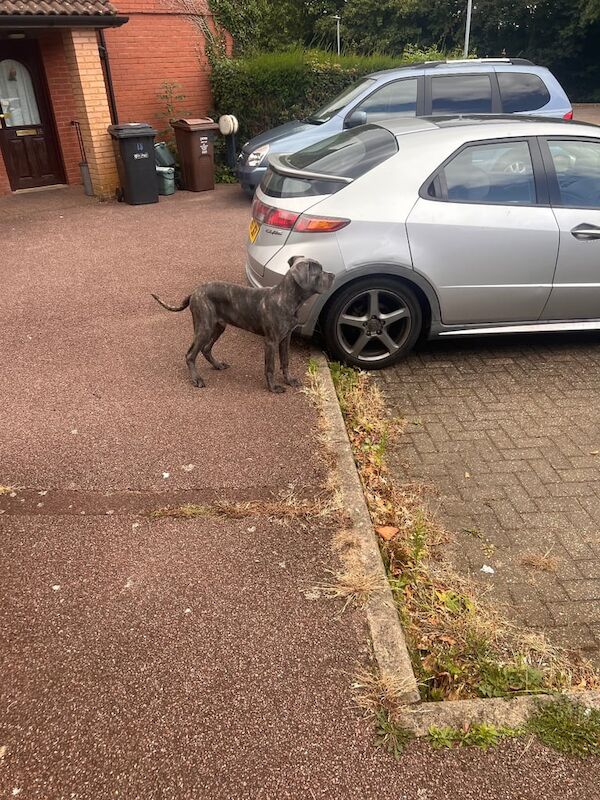 Cane Corso puppies for sale in St Albans, Hertfordshire – 6 months old - Image 3 of 3