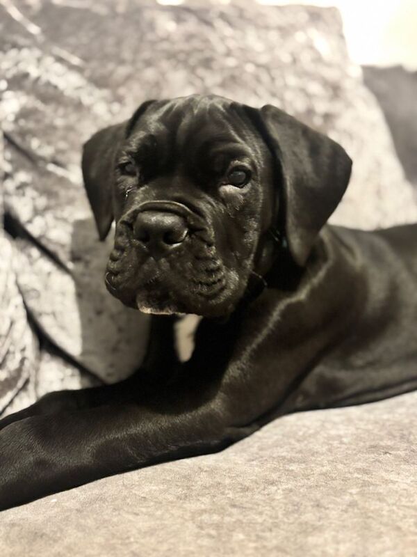 Cane Corso puppies for sale in Kilmarnock, Ayrshire and Arran – 3 months old