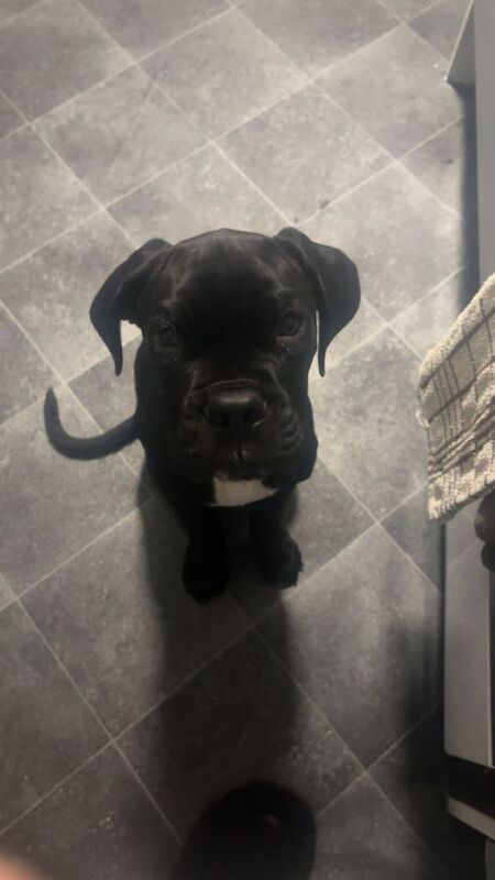 Cane Corso puppies for sale in Kilmarnock, Ayrshire and Arran – 3 months old - Image 2 of 3