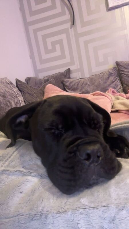 Cane Corso puppies for sale in Kilmarnock, Ayrshire and Arran – 3 months old - Image 3 of 3