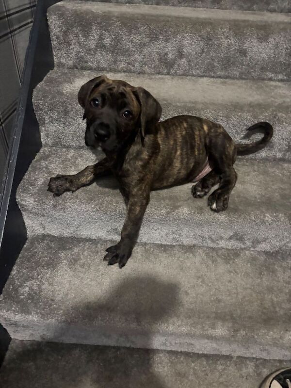 Cane corso pup