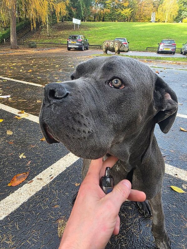 Cane Corso puppies for sale in Leven, Fife – 7 months old