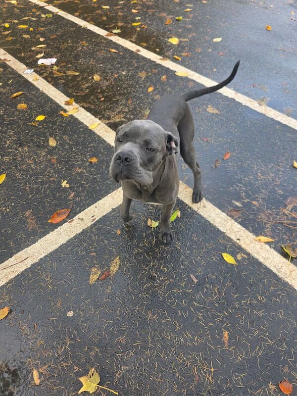 Cane Corso puppies for sale in Leven, Fife – 7 months old - Image 2 of 4