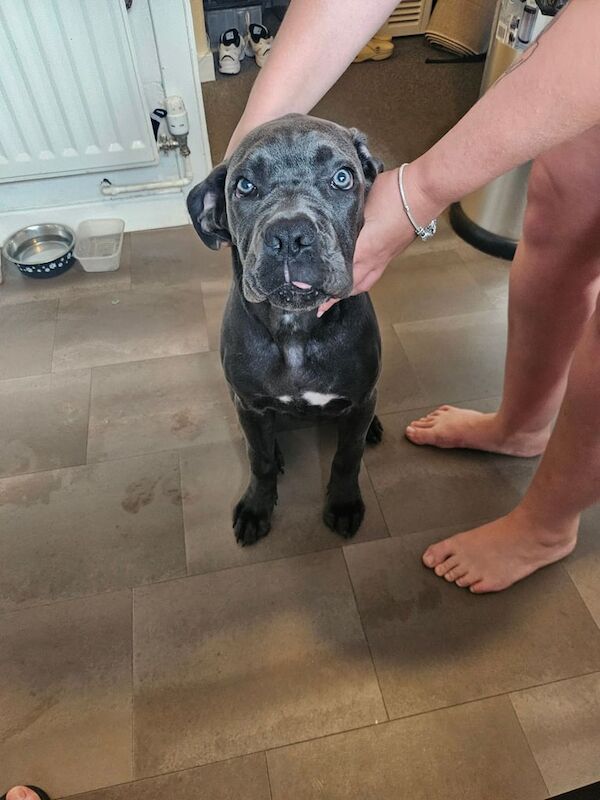 Cane Corso puppies for sale in Leven, Fife – 7 months old - Image 3 of 4