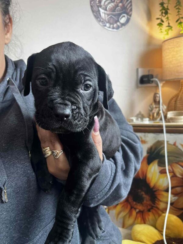Cane Corso puppies for sale in Bentley, South Yorkshire – 11 weeks old