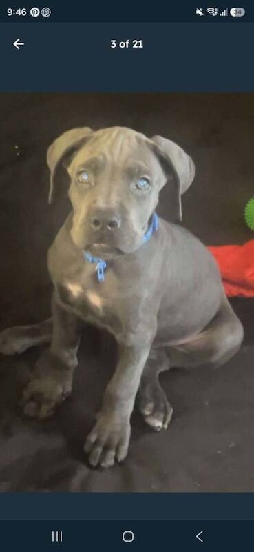 Kennel Club Registered Cane Corso Puppies For Sale