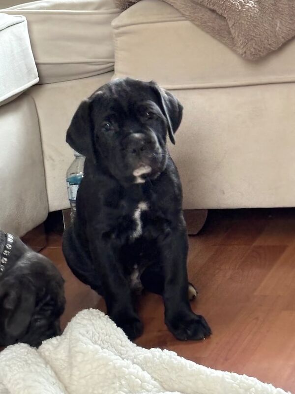 Cane Corso puppies for sale in Knowle, Bristol – 6 weeks old