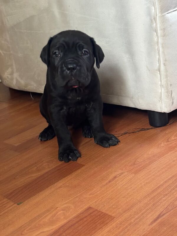 Cane Corso puppies for sale in Knowle, Bristol β 6 weeks old - Image 2 of 5
