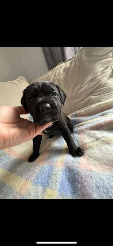 Cane Corso puppies for sale in Knowle, Bristol β 6 weeks old - Image 3 of 5