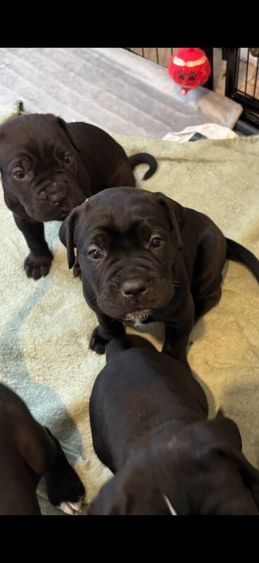 Cane Corso puppies for sale in Knowle, Bristol β 6 weeks old - Image 4 of 5