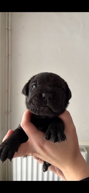 Cane Corso puppies for sale in Knowle, Bristol β 6 weeks old - Image 5 of 5